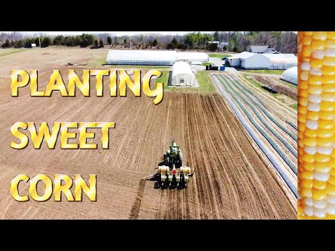 The BEST Early Sweet Corn to Plant!