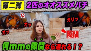 【スズメバチ対策実験第2弾】オオスズメバチは何mmの隙間なら通れるのか！？
