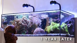 One Year Later... Is My Tank Okay? | Blue Reef Tank
