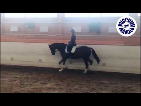 DORIAN 2012 gelding by Don Juan de Hus