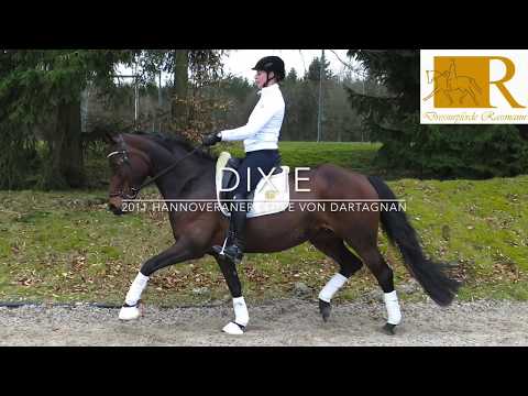 Dressurpferd - 2011 Hannoveraner Stute von Dartagnan, Stm. ca. 1,65, L-Dressur/Springen - Dixie