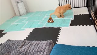 Will the operation succeed ?Puppy toilet discipline problem