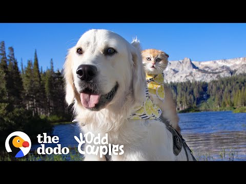 Service Dog Wasn't Playful — Until He Met His Kitten Sister | The Dodo Odd Couples