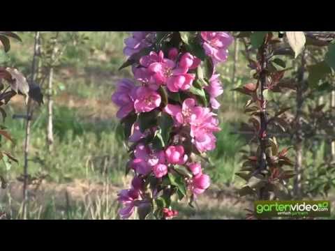 Die Fusion zwischen Redlove und Malini