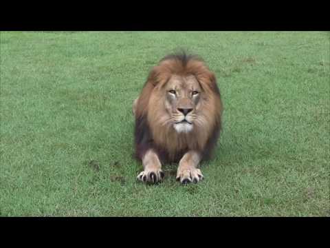 Lion kneading