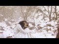 Apoptose- Schnee