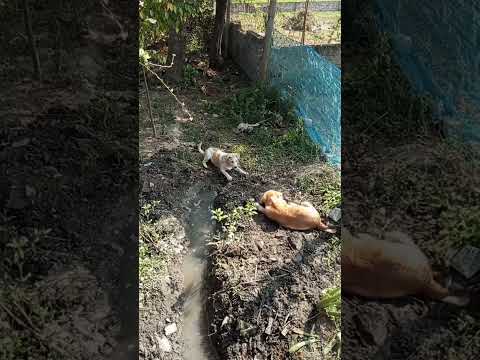 Dog fight #funny #cuteanimal #music #cutepet #pets