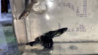 Download lagu Black Metal Lace Swallow Tail/Ribbon Fin Guppy mp3