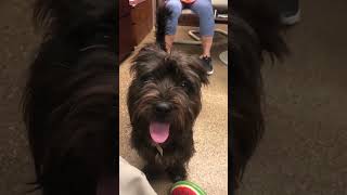 Video preview image #1 Mutt Puppy For Sale in Skokie, IL, USA