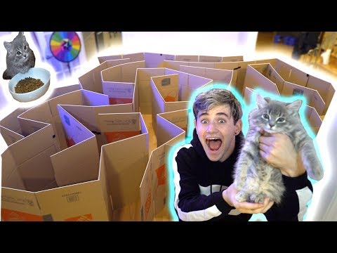 Building an EPIC BOX FORT MAZE for my Cute Kitten (Adorable)
