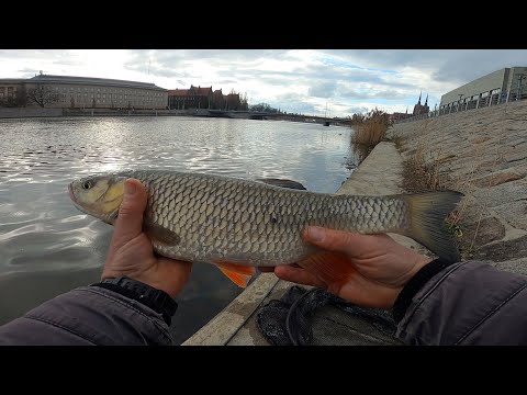 KLENIE DOSŁOWNIE JADŁY MI Z RĘKI - ODRA WROCŁAW