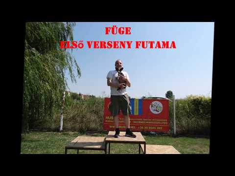 Füge első agility versenye (Monori Móka - 2017.08.05)
