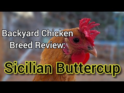 , title : 'Backyard Chicken Breed Review: Sicilian Buttercup Hens'