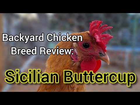 Sicilian Buttercup sliepky