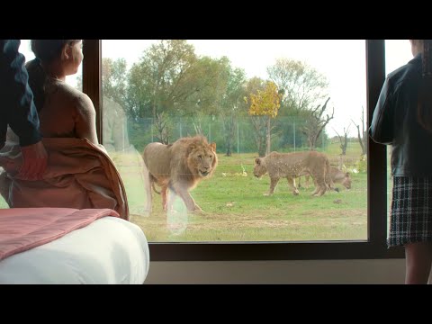 Dormez face aux lions! Hotel Le Royaume des Lions