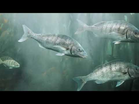 4K Fish tank   Aquarium 4K VIDEO! NO SOUND! Coral Reef Fish turtle   Relaxing #wallpaper