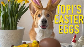 EASTER BUNNY - Topi the Corgi