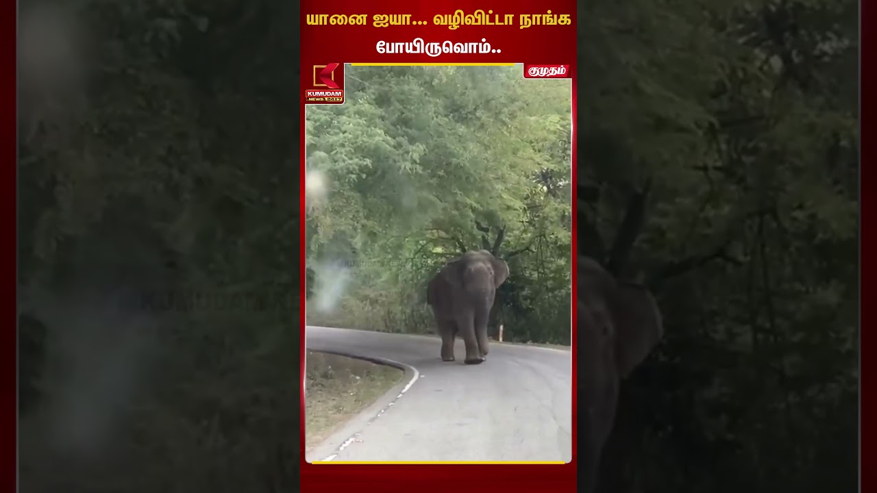 யானை ஐயா... வழிவிட்டா நாங்க போயிருவொம்.. | #elephant #viralnews #tamilnadu #shorts  Kumudam News