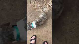 Video preview image #1 Shih Tzu-Unknown Mix Puppy For Sale in Grafton, WI, USA