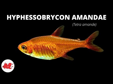 Tetra amande - Hyphessobrycon amandae  ✔