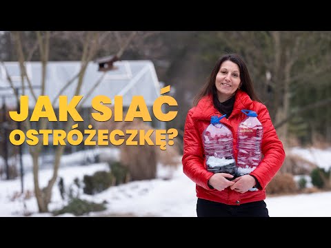 🌸 Annual Delphinium: 2 proven ways to sow in February | Winter sowing of flowers.