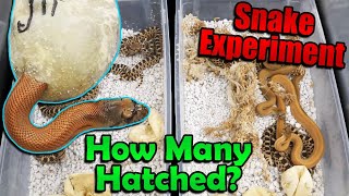 Experiment Results! Incubating Snake Eggs in our Bullsnake