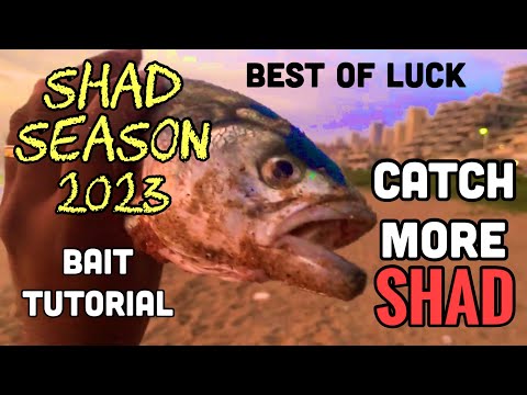 Bait Tutorial for Shad Bluefish Tailor #bait #tutorial #fishing  #bluefish #fish  #viral