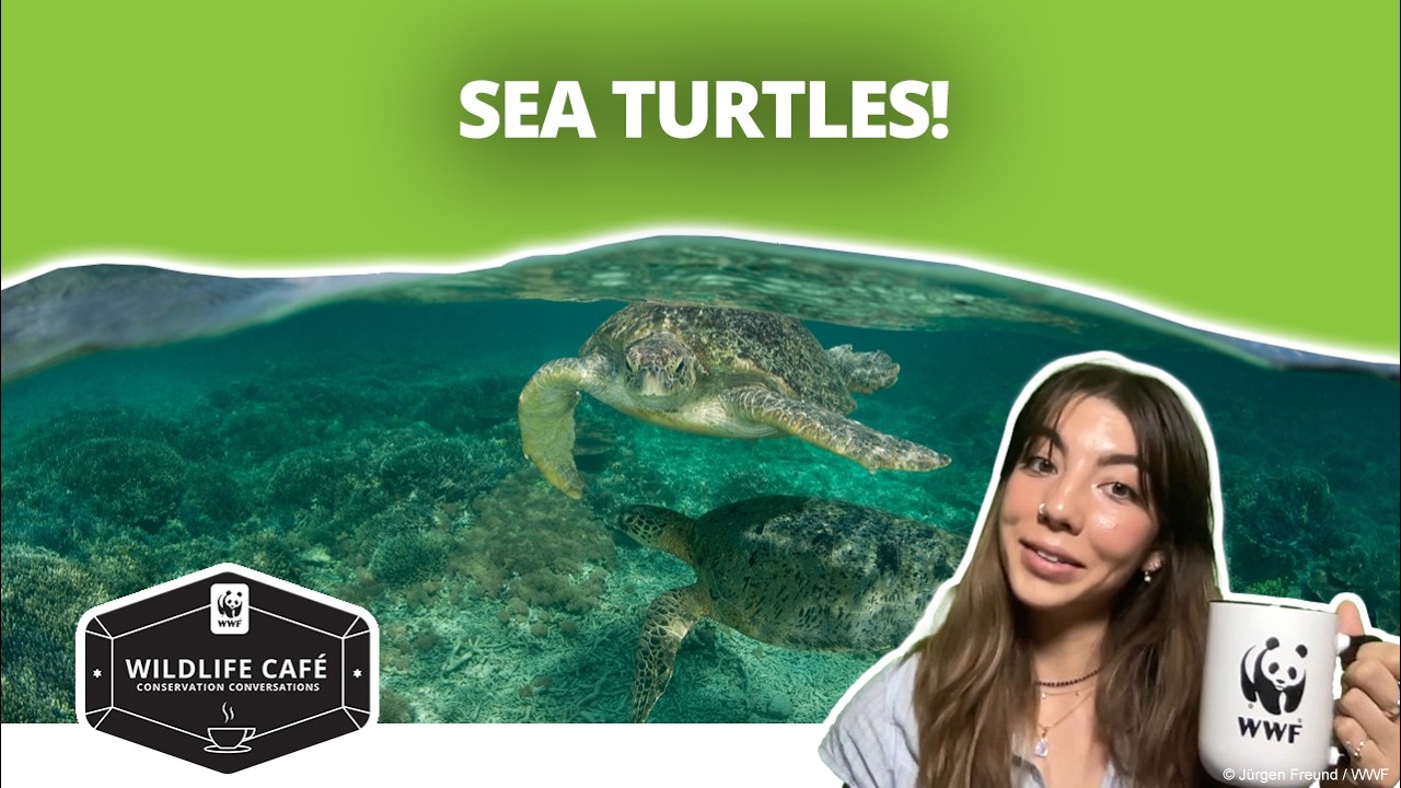 10 Most Asked Sea Turtle Questions—Answered by a Wildlife Expert