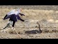 Even Snakes FEAR This Bird The Kung Fu Secretary Bird
