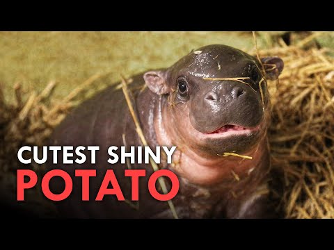 The Cutest Animals To Ever Exist on Earth