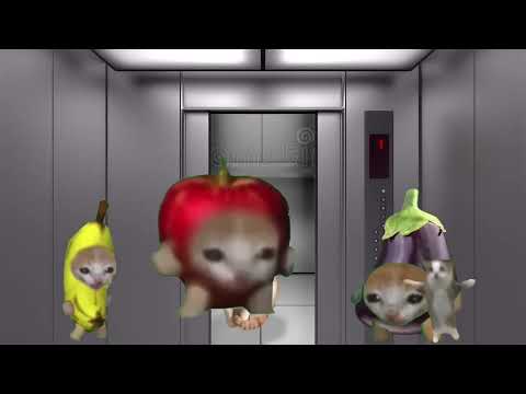 Happy cat Take the elevator  / Banana Cat meme