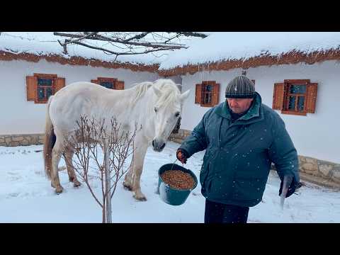 Old Village Life in Winter. Care in a Rural Yard🎄