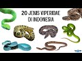 20 Jenis Ular Viperidae di Indonesia