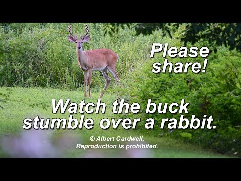 BUCK DEER STUMBLES OVER RABBIT BY ALBERT CARDWELL 7 30 18