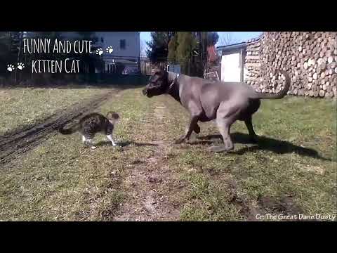 Angry Cats😾 VS Dogs🐶 Funny Compilation 2020