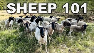 A COURSE FOR BEGINNER SHEEP FARMERS | How to Raise, Graze, and Market Sheep by the Shepherdess