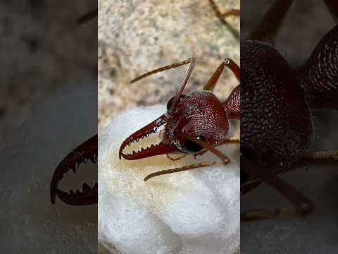 Feeding My GIANT Bull Ant Queen