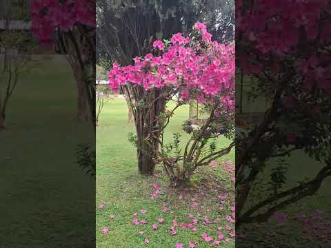 estamos aqui em bocaiuva do sul Paraná