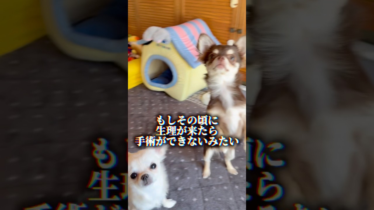 【ご報告】避妊手術を予約しました…でも問題が…