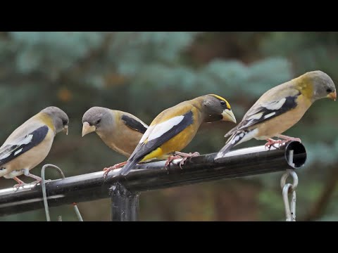 A flock of Evening Grosbeaks movie