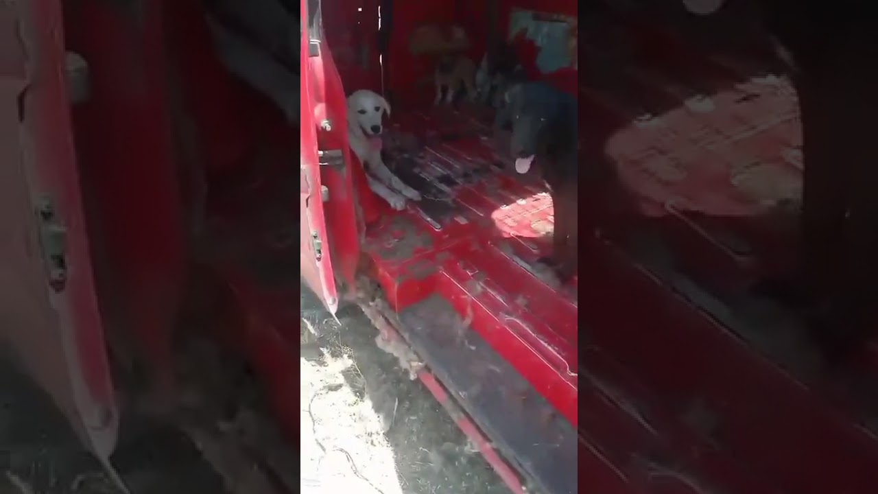 Ինչպես են ստերջացման անվան տակ շների գլուխն ուտում՝ Վանաձորից Մեծամոր