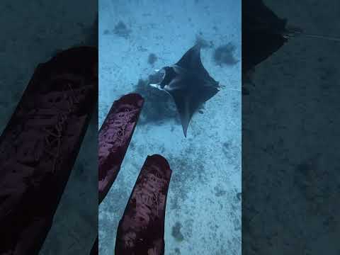 Manta rays lady Elliot island