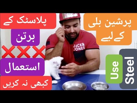 Never use plastic bowls and plates for persian cats /Harmful effects of plastic on cats/use steel