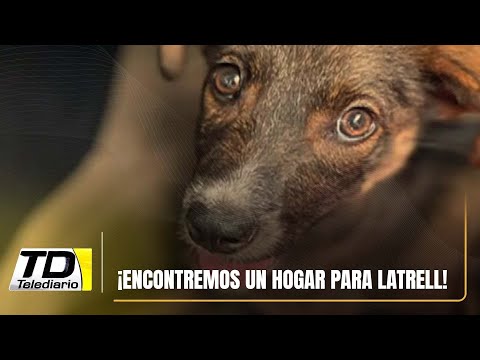 ¡Encontremos un hogar para Latrell!