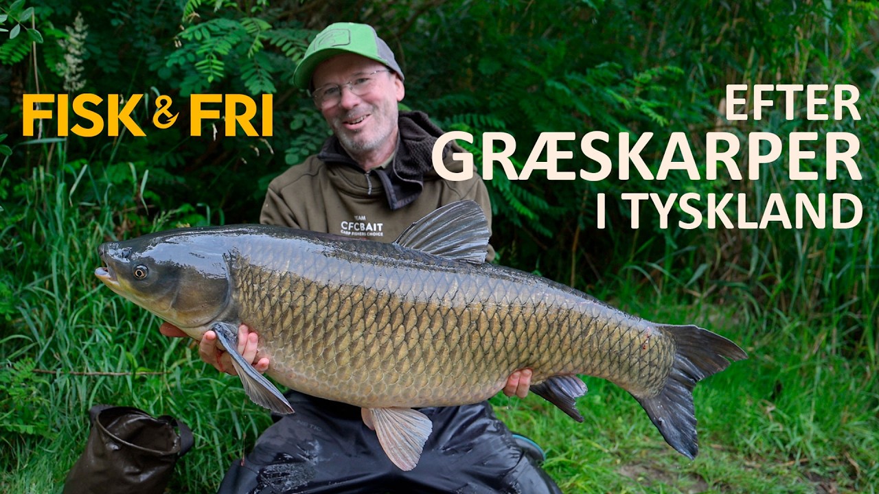 NY VIDEO: EFTER GRÆSKARPER I TYSKLAND