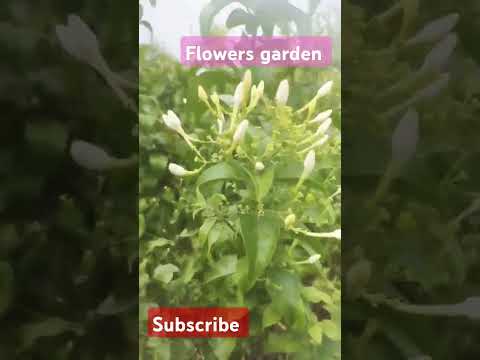 #flower garden #gardenmusic #shortvideo #assalamualaikum 🫰🏻