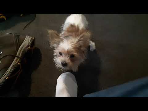 absolutely ferocious