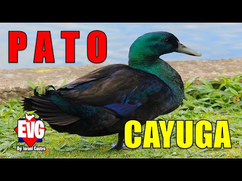 , title : 'Pato Cayuga | Razas de Patos'