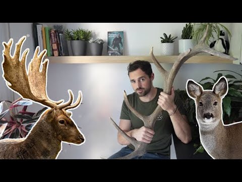 CERVI, DAINI, CAPRIOLI e PALCHI