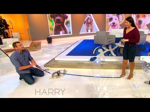 download lagu mp3 mp4 Celebrity Dog Trainer, download lagu Celebrity Dog Trainer gratis, unduh video klip Celebrity Dog Trainer